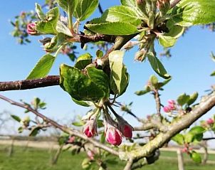 Unterkunft 460708 - Ferienhaus IJsselmeerkust - Huisje in Hem