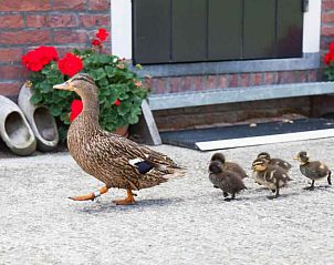 Unterkunft 461003 - Ferienhaus IJsselmeerkust - NH091