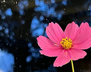 Levendige bloemenpracht bij Vakantiehuis in Monnickendam, natuur in volle glorie in Noord-Holland.