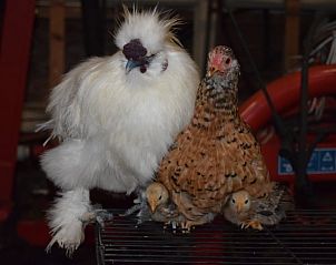 Unterkunft 461016 - Ferienhaus IJsselmeerkust - Vakantiehuisje in Monnickendam