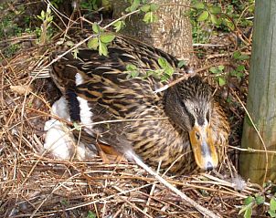 Unterkunft 461016 - Ferienhaus IJsselmeerkust - Vakantiehuisje in Monnickendam