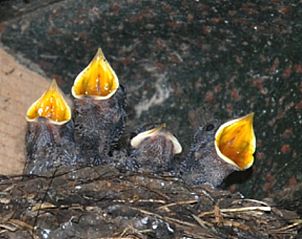 Unterkunft 461016 - Ferienhaus IJsselmeerkust - Vakantiehuisje in Monnickendam