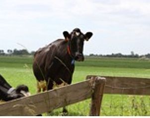 Unterkunft 462116 - Ferienhaus IJsselmeerkust - Huisje in Katwoude