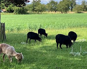 Unterkunft 462810 - Ferienhaus IJsselmeerkust - Vakantiehuisje in Schellinkhout