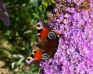 Unterkunft 462810 - Ferienhaus IJsselmeerkust - Vakantiehuisje in Schellinkhout