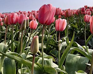 Unterkunft 471308 - Ferienhaus Waddenkust - Vakantiehuis in Breezand