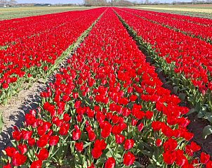 Guest house 480171 - Holiday property Noordzeekust - Vakantiehuisje Maike - knus met open haard