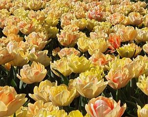 Unterkunft 480307 - Ferienhaus Noord-Holland noord - Vakantiehuis Oudesluis