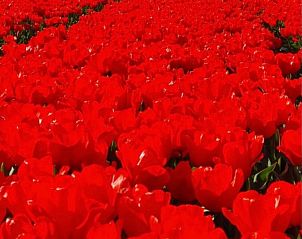 Unterkunft 480307 - Ferienhaus Noord-Holland noord - Vakantiehuis Oudesluis