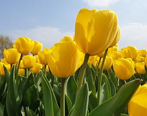 Gele tulpen in bloei nabij Huisje in Oudesluis, vakantiehuis in Noord-Holland, voor een kleurrijke lente.