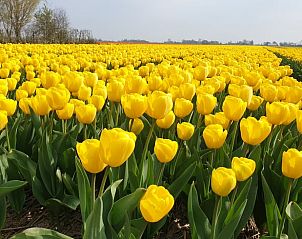 Uitgestrekte tulpenvelden in de omgeving van Vakantiehuis in Oudesluis, Noord-Holland.