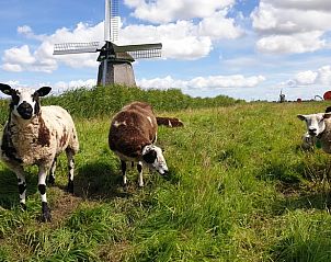 Schapen bij molen in de omgeving van Vakantiehuis in Oudesluis, Noord-Holland voor een authentieke ervaring.