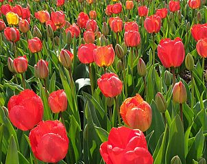 Bloeiende tulpen in de omgeving van Huisje in Oudesluis, vakantiehuis in Noord-Holland met kleurrijke natuur.