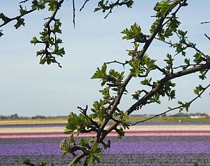Prachtige bloemenvelden in de omgeving van Vakantiehuisje in Oudesluis, Noord-Holland, ideaal voor natuurliefhebbers.