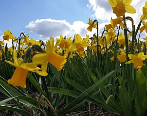 Bloeiende narcissen in de buurt van Huisje in Oudesluis, vakantiehuis in Noord-Holland.