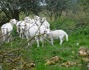 Guest house 480601 - Holiday property Noordzeekust - Hoenderhave