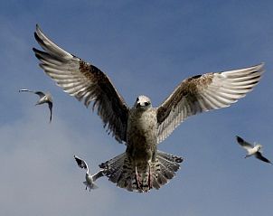 Guest house 480601 - Holiday property Noordzeekust - Hoenderhave