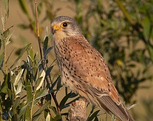 Vogel in de natuur rondom Vakantiehuisje in Schagen, perfect voor natuurliefhebbers in Noord-Holland noord.