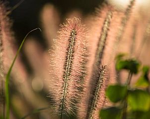 Guest house 482408 - Holiday property Noord-Holland noord - Vakantiehuis in Tuitjenhorn