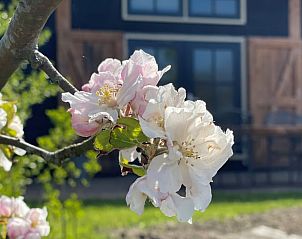 Guest house 482408 - Holiday property Noord-Holland noord - Vakantiehuis in Tuitjenhorn