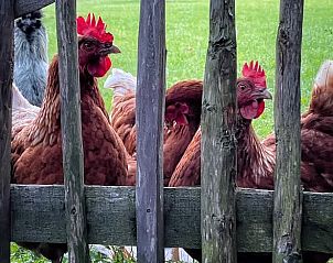 Guest house 482408 - Holiday property Noord-Holland noord - Vakantiehuis in Tuitjenhorn