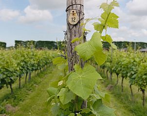 Wijngaard bij Vakantiehuisje in Wognum, met uitzicht op groene wijnranken.