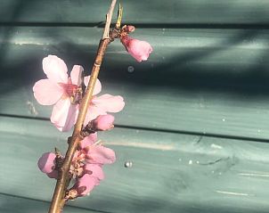 Unterkunft 482907 - Ferienhaus Noord-Holland noord - Vakantiehuis in Zuidoostbeemster