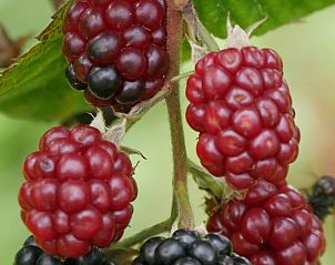 Unterkunft 482914 - Ferienhaus Noord-Holland noord - Huisje in Zuidoostbeemster