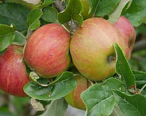 Unterkunft 482914 - Ferienhaus Noord-Holland noord - Huisje in Zuidoostbeemster