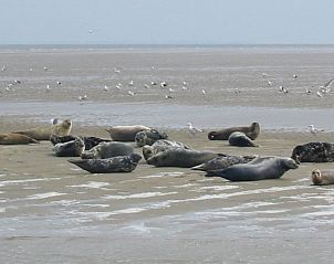 Unterkunft 483505 - Ferienhaus Noord-Holland noord - Vakantiehuis Wiringherlant