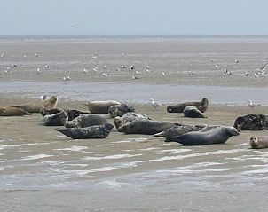 Unterkunft 483510 - Ferienhaus Noord-Holland noord - Vakantiehuis Wiringherlant