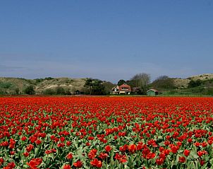 Guest house 4842100 - Holiday property Noord-Holland noord - Vakantiehuisje in Schoorl