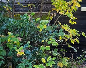 Guest house 4842100 - Holiday property Noord-Holland noord - Vakantiehuisje in Schoorl