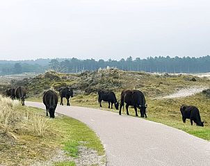 Guest house 4842100 - Holiday property Noord-Holland noord - Vakantiehuisje in Schoorl