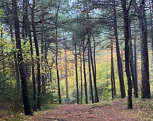 Prachtig boslandschap in de omgeving van Vakantiehuisje in Schoorl, Noord-Holland.