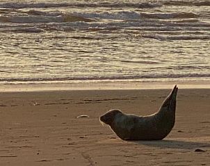 Zeehond op het strand nabij Vakantiehuisje in Schoorl, Noord-Holland, een unieke ervaring.