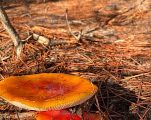 Guest house 484226 - Holiday property Noord-Holland noord - Vakantiehuisje in Schoorl