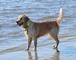 Guest house 484238 - Holiday property Noord-Holland noord - 6-persoons Duinlodge Huisdier toegestaan