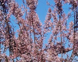 Verblijf 484264 - Appartement Noord-Holland noord - Appartement Di Mare