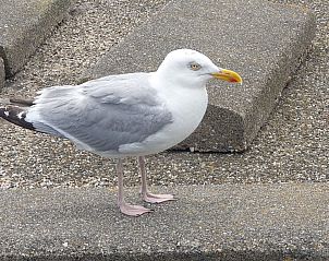 Verblijf 484264 - Appartement Noord-Holland noord - Appartement Di Mare