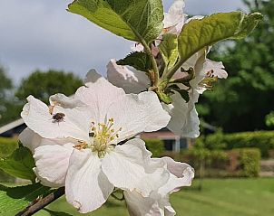 Verblijf 484292 - Vakantiewoning Noord-Holland noord - Vakantiehuis in Schoorl