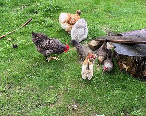 Guest house 484299 - Holiday property Noord-Holland noord - Huisje in Schoorl