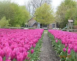 Unterkunft 484806 - Ferienhaus Noord-Holland noord - BELLEVUE