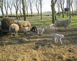 Guest house 485401 - Holiday property Noord-Holland noord - Vakantiehuisje in Haringhuizen