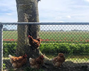 Guest house 485401 - Holiday property Noord-Holland noord - Vakantiehuisje in Haringhuizen