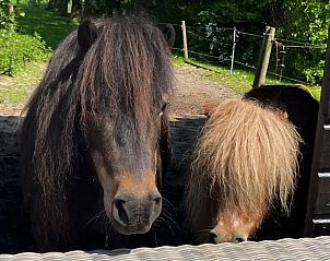 Guest house 490909 - Holiday property Noord-Holland midden - Huisje in Hensbroek