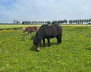 Guest house 490909 - Holiday property Noord-Holland midden - Huisje in Hensbroek