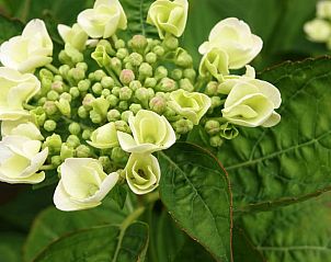 Guest house 490909 - Holiday property Noord-Holland midden - Huisje in Hensbroek