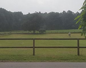 Uitzicht op weiland met paard vanuit B&B Het Bakhuis in Loenen, Veluwe.