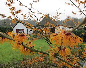 Natuurlijke omgeving rond B&B Het Bakhuis in Loenen, Veluwe met bloeiende takken.
